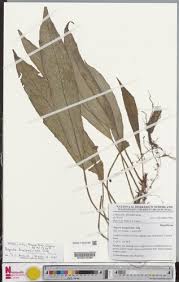 Image result for Begonia longipetiolata