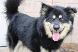 We rely on contributions, adoption fees, and fund raising events to provide for the dogs in our care. Animal License And Fees City Of Olathe