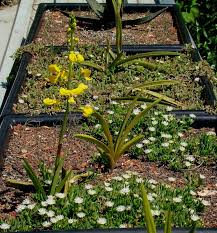 Image result for Eulophia