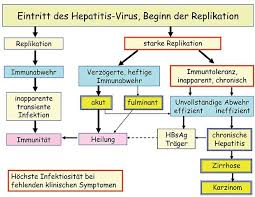 Having chronic hepatitis b increases. Hepatitis More Verlauf Akute Und Chronische Hepatitis B