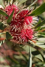 Image result for Hakea laurina