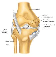What do you prefer to learn with? Patient Education Anterior Cruciate Ligament Injury Beyond The Basics Uptodate
