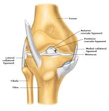 1 the inflammation can occur in any part of our body. Patient Education Anterior Cruciate Ligament Injury Beyond The Basics Uptodate