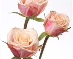 Giselle Folies Spray Rose Roses Flowers By Category Sierra Flower Finder Flowers Sweet White Wine Wine Finder