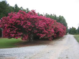 On large shrubs and trees, remove basal suckers, twiggy growth, crossing branches, and branches growing toward the center of the plant. The Crape Myrtle Company Rare Miniature Dwarf Medium And Tree Crape Myrtles Learn How To Grow Prune And Fertilize Your Crape Myrtles Too