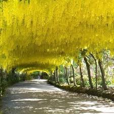 Bodnant Garden Conwy Wales A Canopy Of Laburnum Hangs Down Like Liquid Gold At Bodnant Garden In Wales English Country Gardens Conwy Places Of Interest