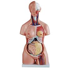 Thingiverse is a universe of things. Filoviria Human Torso Anatomy Model Male And Female Torso Human Anatomy Organ Model Medical Teaching Medicine 85 Cm Amazon De Business Industry Science