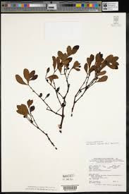 Image result for Viscum shirense