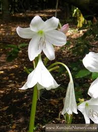 Image result for Crinum moorei