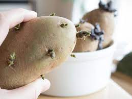 We did not find results for: How To Grow Potatoes In A Container Diy Network Blog Made Remade Diy