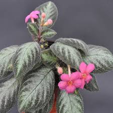 Image result for Episcia