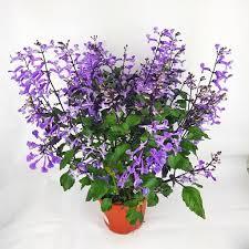 Check spelling or type a new query. Potted Plants Malaysia Wholesale Prices Delivery Available Tagged Flowering Plants
