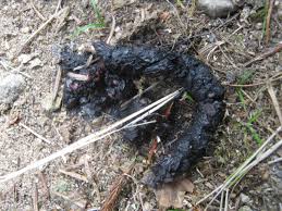 Image result for marten poop