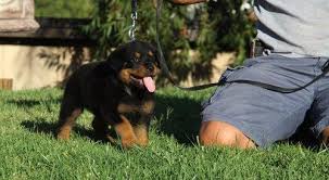 Check spelling or type a new query. Rottweiler Puppies Pets And Animals For Sale Texas
