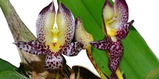 Image result for Bulbophyllum comatum