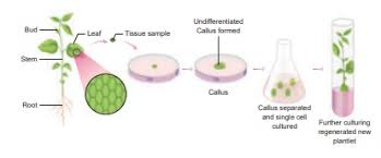 Mar 25, 2021 · here, using bioinformatic, molecular, and biochemical approaches, combined with insect performance assays, we show that the b. Plant Tissue Culture Ptc Evaluation Biotechnology