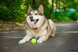 Check spelling or type a new query. Feliz Husky Mentiras Y Juega Con La Pelota De Perro Foto De Stock Crushpixel