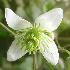 Image result for Clematis uhehensis