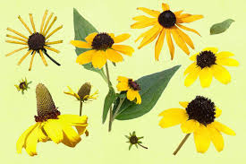 Buy rudbeckia 'herbstonne' from beth chatto nursery. How To Grow Rudbeckia The Washington Post