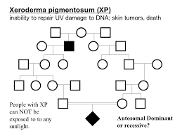 Pedigrees Visual Maps For Chromosome Inheritance Ppt Download