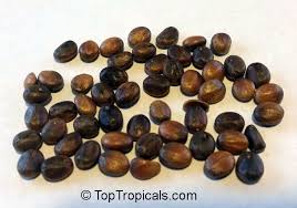 Image result for Pseudolachnostylis maprouneifolia