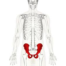 Structures such as the aorta, inferior vena cava and esophagus pass through the diaphragm. Hip Bone Wikipedia