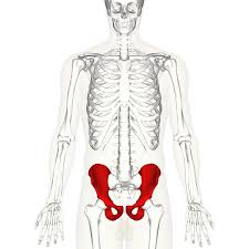 Hip Bone Wikipedia