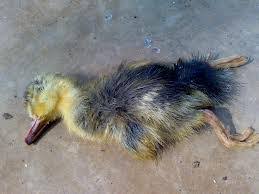 Seperti meri untuk anak mentok/bebek, ada nener anaknya bandeng dan bledug panggilan anak gajah. Penyakit Yang Sering Ada Pada Itik Ataupun Entok Cv Daw Agro Indo