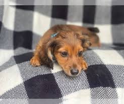 Americanlisted has classifieds in lakeland, florida for dogs and cats. Dachshund Puppies For Sale Near Bradenton Florida Usa Page 1 50 Per Page Puppyfinder Com