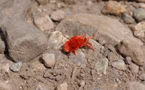 Image result for red mite