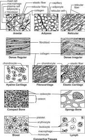 Body Tissues Worksheet Answers In 2020 Human Anatomy And Physiology Teaching Biology Tissue Biology