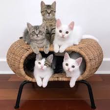 Pin By Christyharrison On Cats Kittens Cutest Cute Cats And Kittens Cute Cats