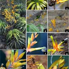 Image result for Ferraria glutinosa