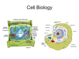 << eukaryotes | unique properties of plant cells. Cell Biology Cells Definition The Smallest Most Basic Unit Of All Living Things That Is Still Considered Alive Examples Of Cells Bacteria Muscle Ppt Download
