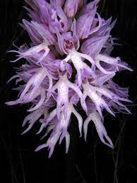 Orchis Italica Unusual Flowers Beautiful Orchids Beautiful Flowers