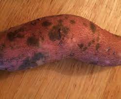 The edible part of these plants are the tubers that grow on the roots. Sweet Potatoes Looking Spotty Eat Or Toss