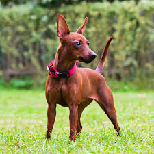 Image result for miniature pinscher