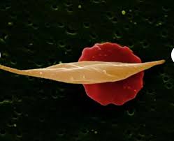 Pin On Under A Microscope Photography