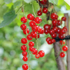 Pin Auf Garten