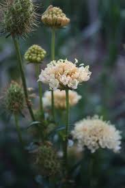 Planting Fall Perennials For Next Year S Blooms Pflanzen Herbst Und Nail Swag