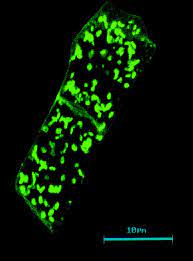 Maybe you would like to learn more about one of these? The Plant Golgi Apparatus Sciencedirect