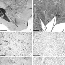 Image result for Cola mossambicensis