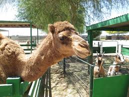 Visit camels at bahrain's royal camel farm. This Camel Seems Content In The Desert Environment Near Yuma Ariz Picture Of The Camel Farm Yuma Tripadvisor