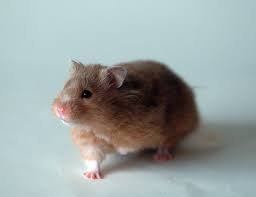 Hamsters are traditionally nocturnal, since their small size makes them vulnerable to predators during the day. Golden Hamster Wikipedia