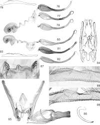 Image result for Nothris verbascella