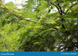 Image result for Libidibia coriaria