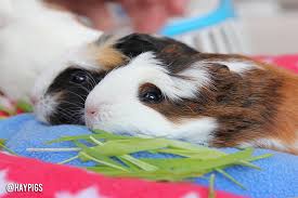 Guinea Pig Toys Haypigs Guinea Pig Circus Blog