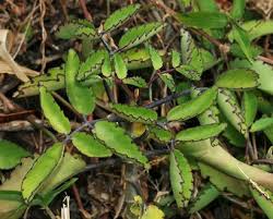 Kalanchoe Pinnata Air Plant Cathedral Bells Miracle Leaf Life Plant Hawaiian Plants And Tropical Flowers Hawaiian Plants Air Plants Plants