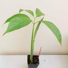 Search Results For Titan Arum My Chicago Botanic Garden