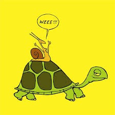 Snail Riding Turtle Google Images Family Guy Episodes I Love To Laugh Smile Pictures